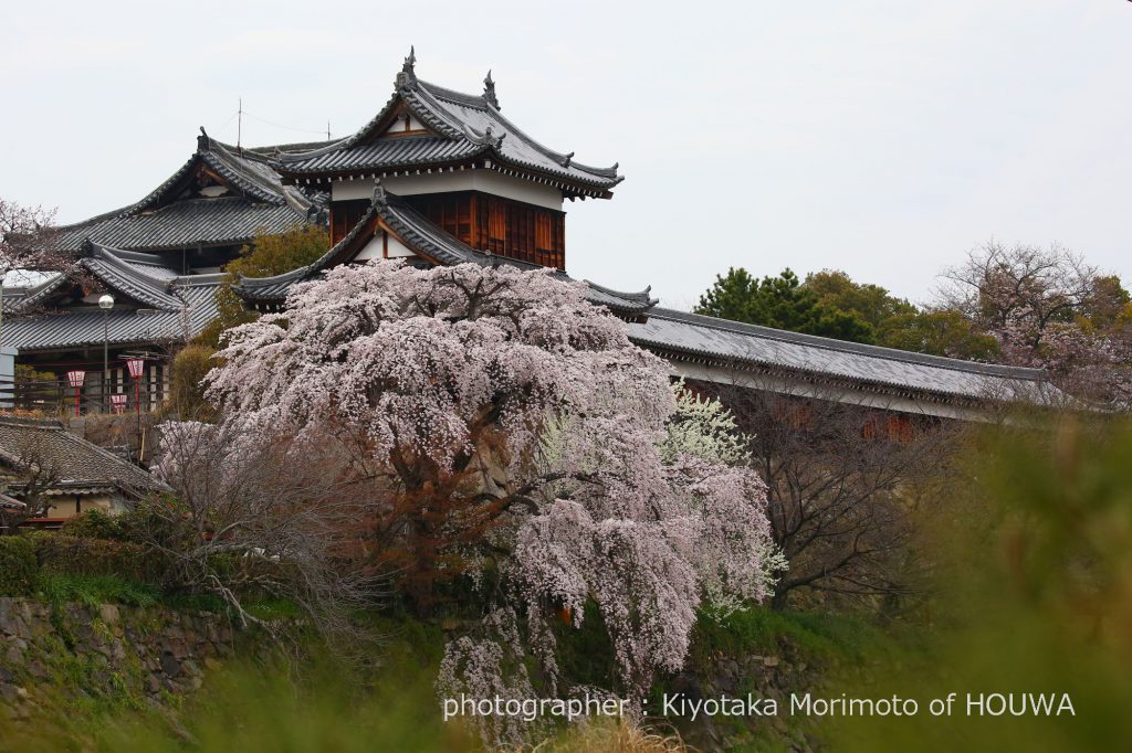 大和郡山市 郡山城跡の桜