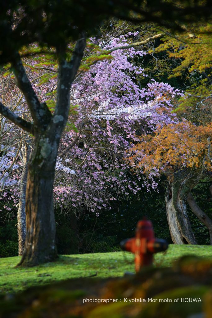 奈良公園のおかっぱ桜