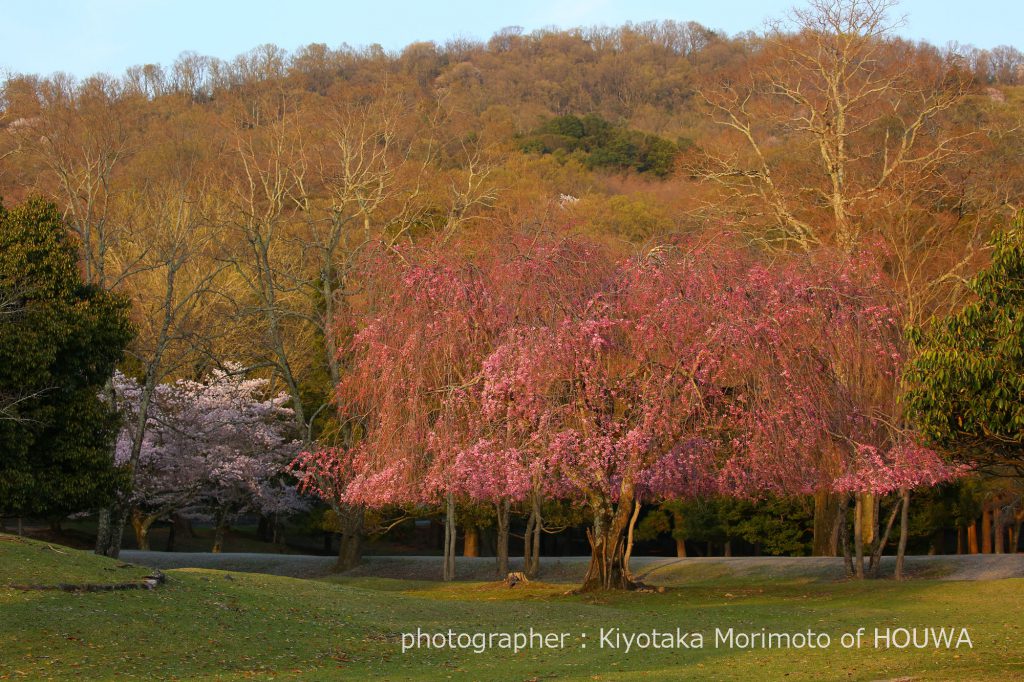 奈良公園のおかっぱ桜