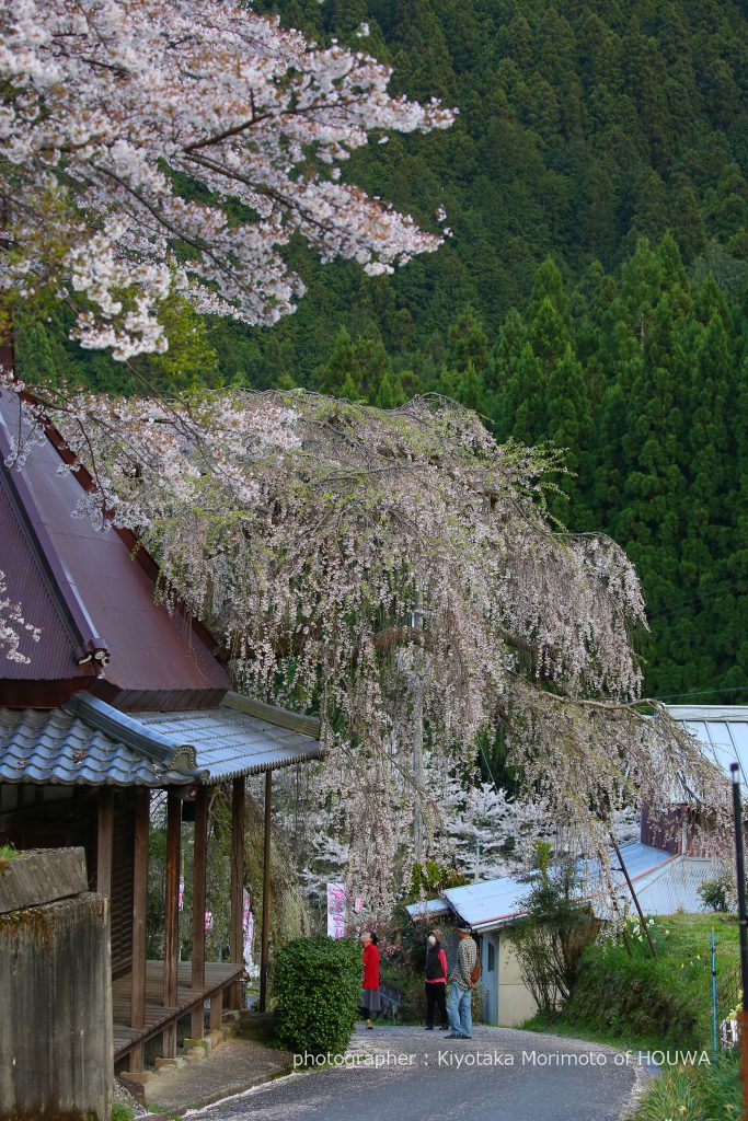 宇陀市 西光寺のしだれ桜