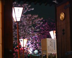 広陵町 新家長福寺の八重桜