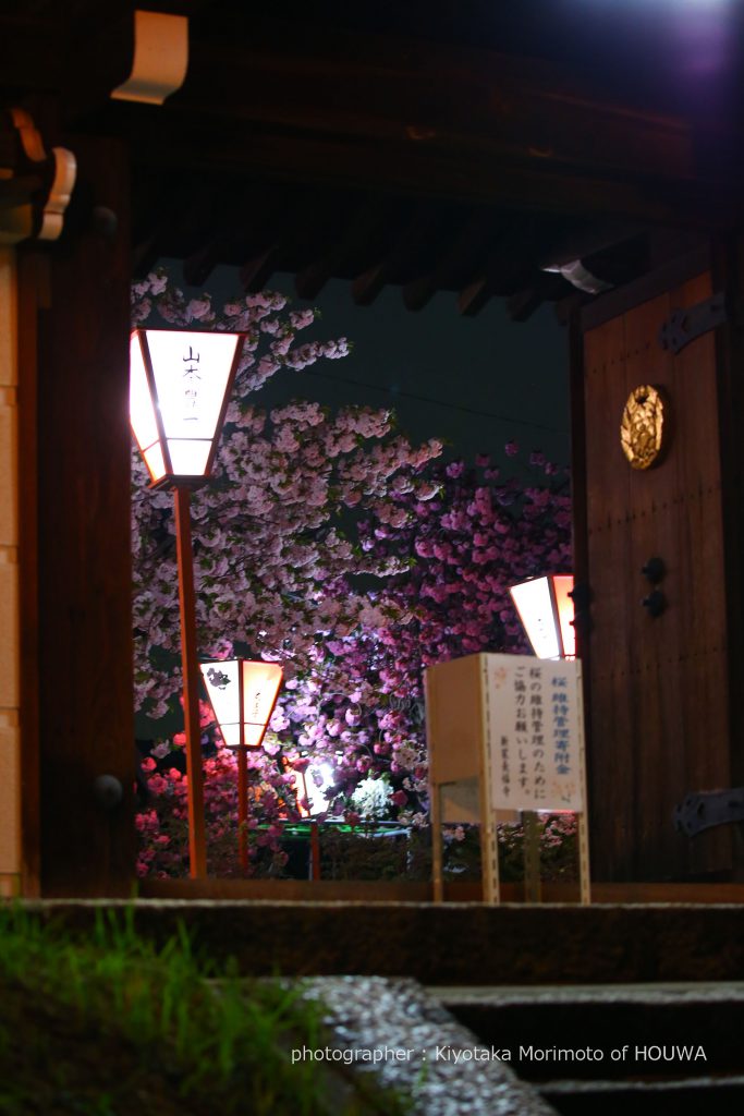 広陵町 新家長福寺の八重桜