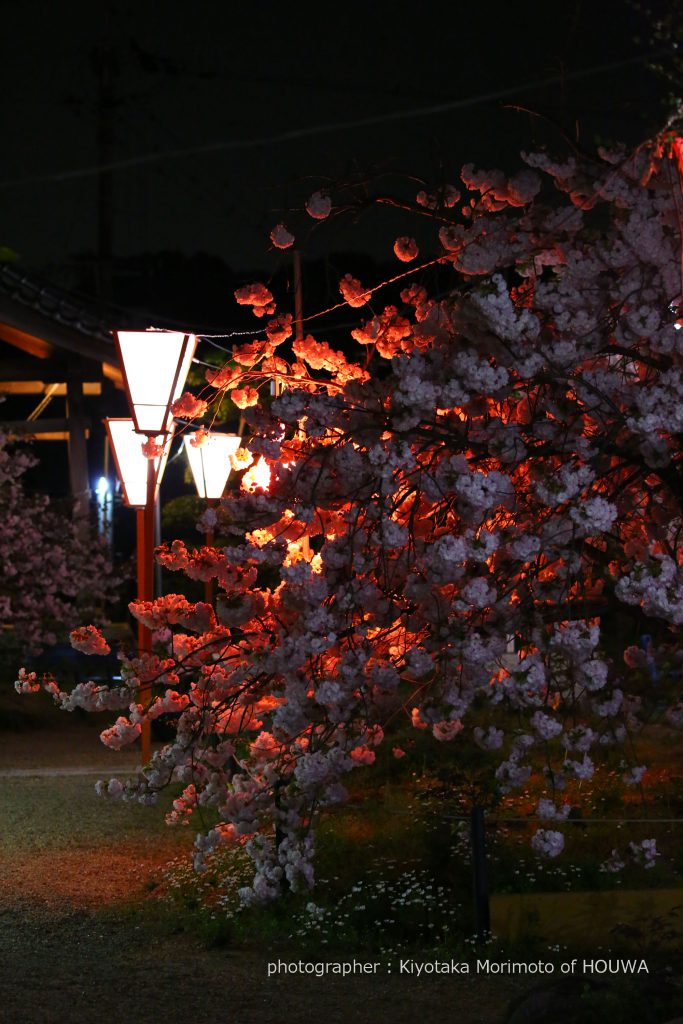 広陵町 新家長福寺の八重桜