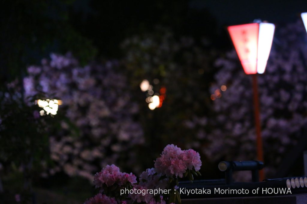 広陵町 新家長福寺の八重桜