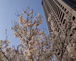 大阪の桜とビルと青空