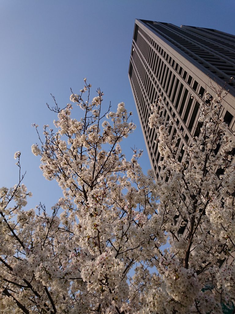 大阪の桜とビルと青空