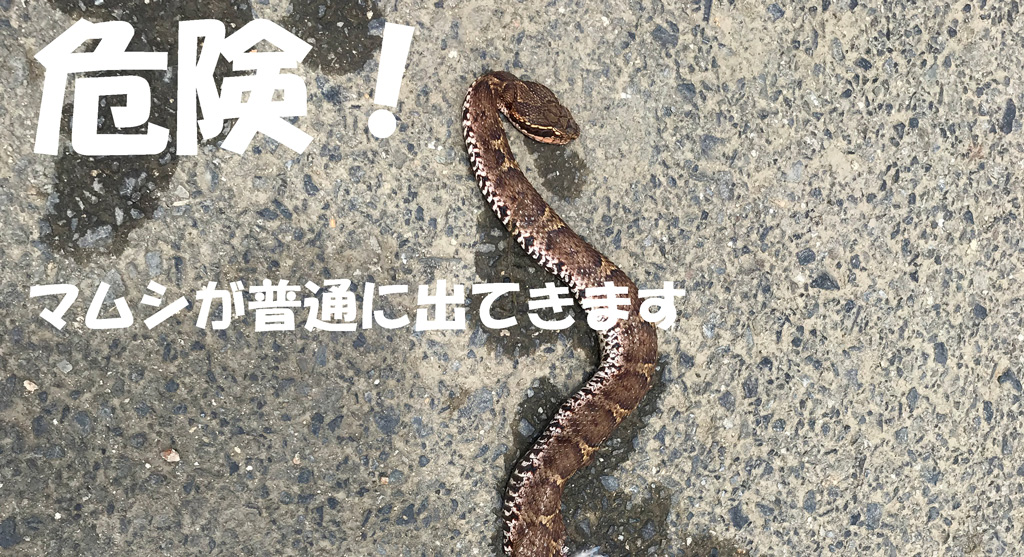 大きなマムシが普通に出てきます