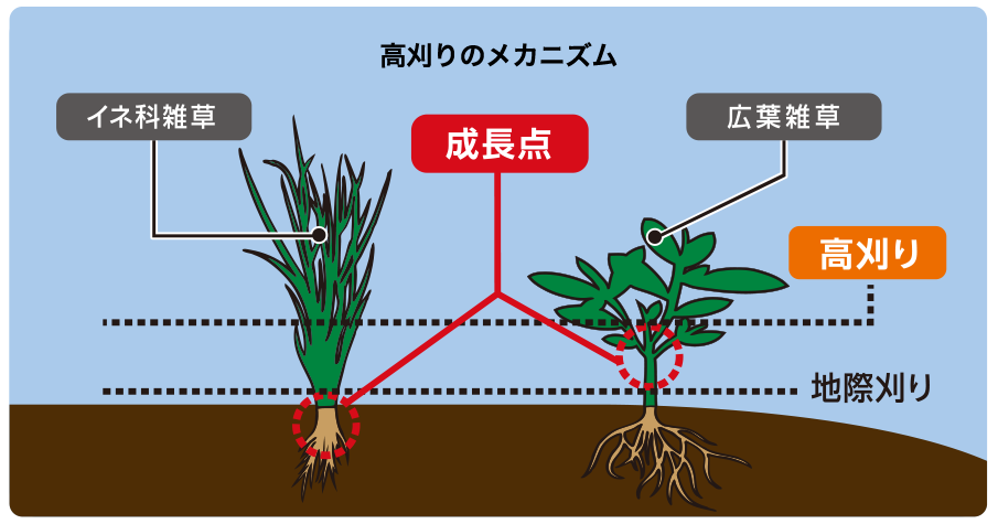 高刈りのメカニズム