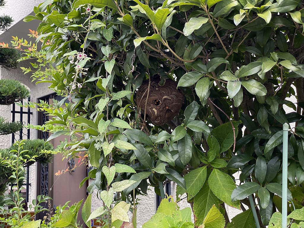 スズメバチの巣駆除ー大和郡山市で即日対応ー