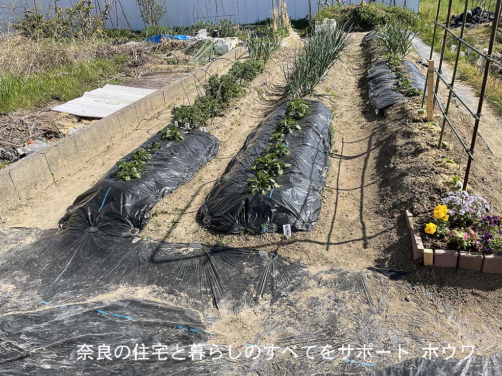 大和郡山市の狭小農園で井戸掘り | 狭い場所でも人力なら井戸が掘れます