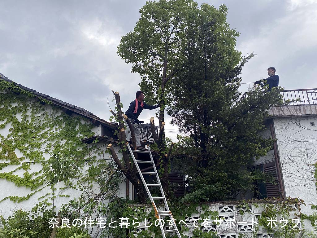 伐採2