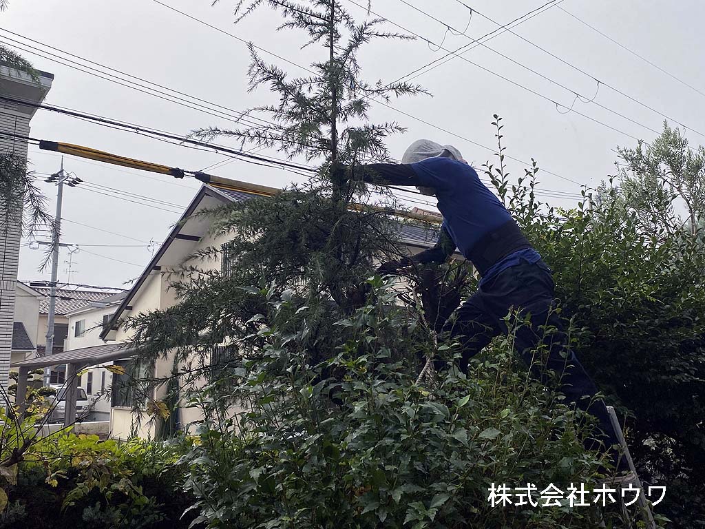 大きくなり過ぎた庭木の伐採ー大和郡山市ー