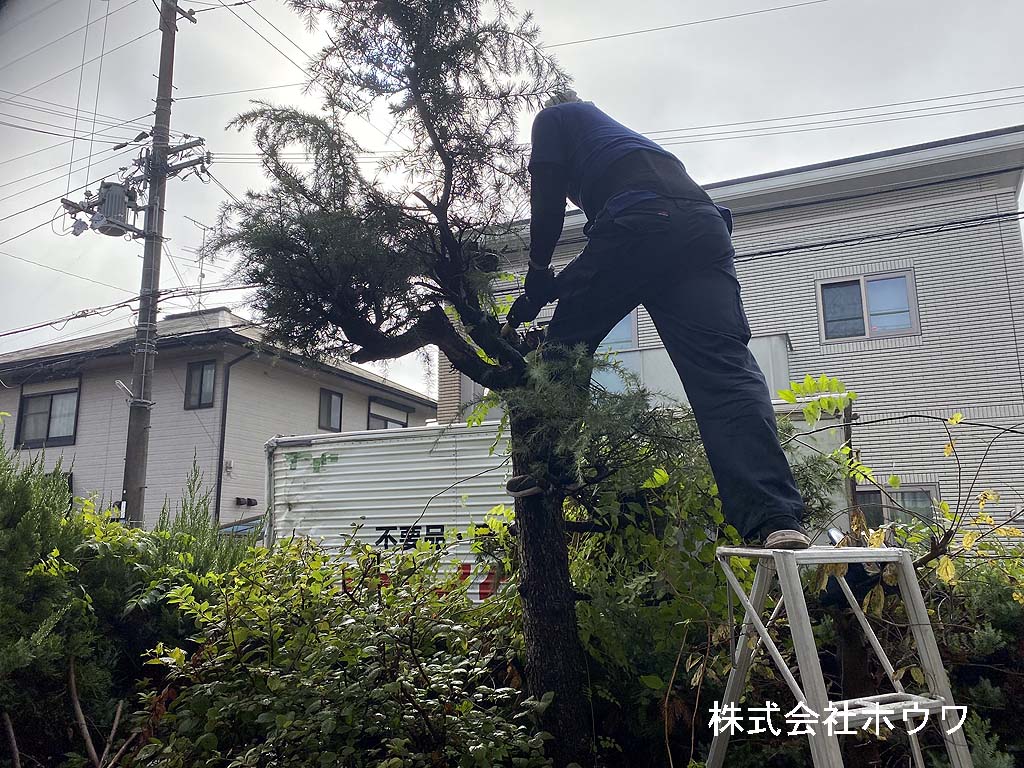 幹伐採