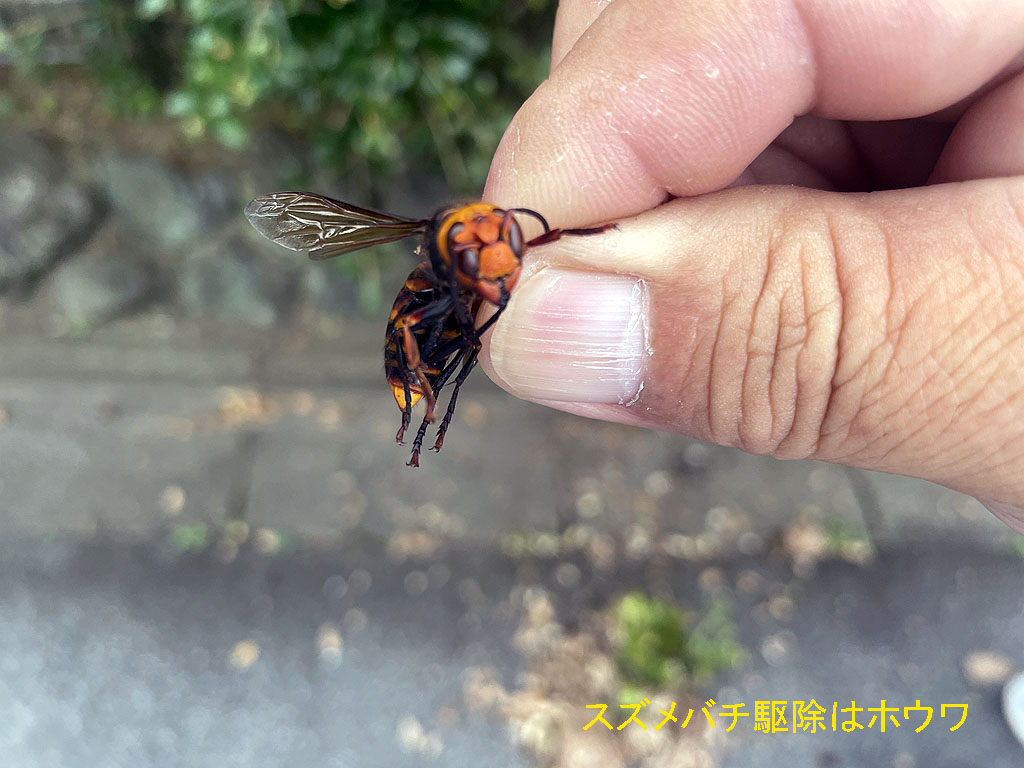 スズメバチ駆除