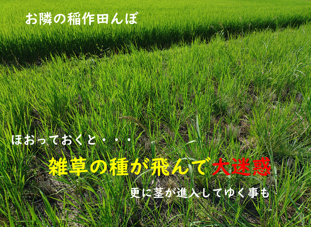 耕作放棄地の除草 | 奈良県天理市にて