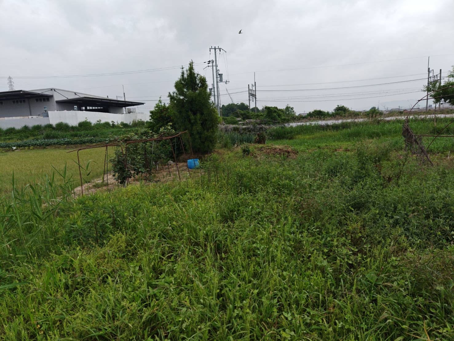 10年間の荒地がシャインマスカット畑に！大和郡山市の耕作放棄地、劇的ビフォーアフター