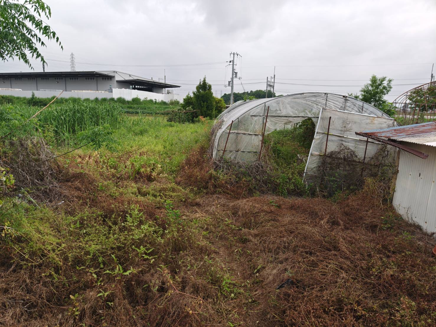 10年間の荒地がシャインマスカット畑に！大和郡山市の耕作放棄地、劇的ビフォーアフター
