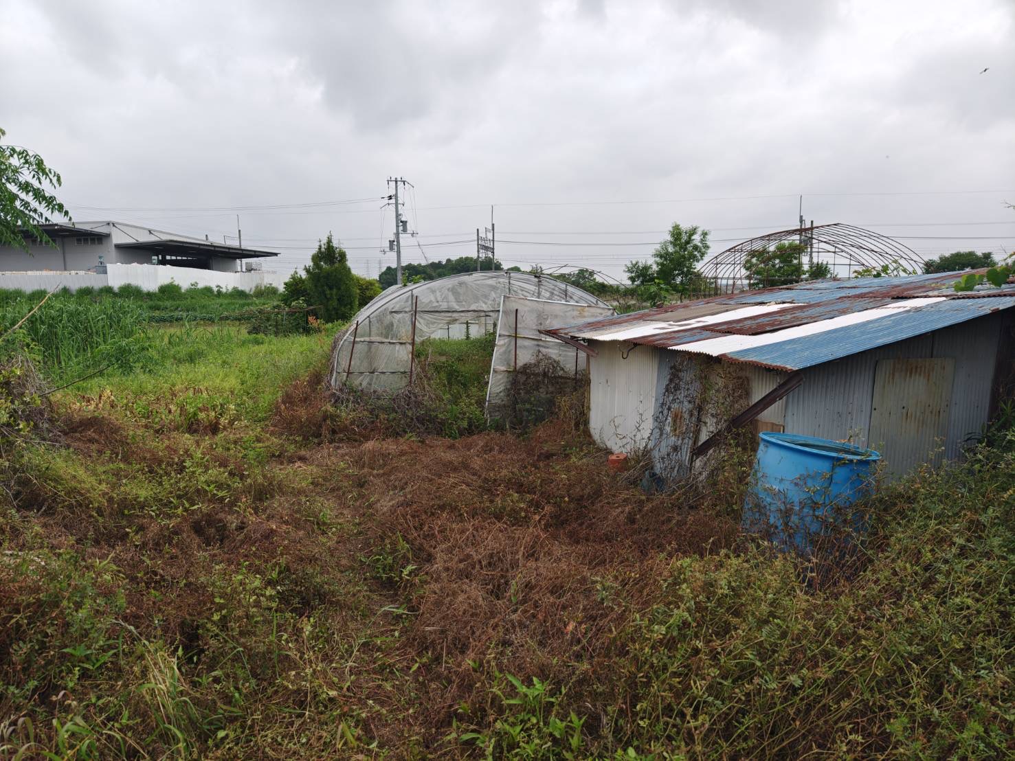 10年間の荒地がシャインマスカット畑に！大和郡山市の耕作放棄地、劇的ビフォーアフター