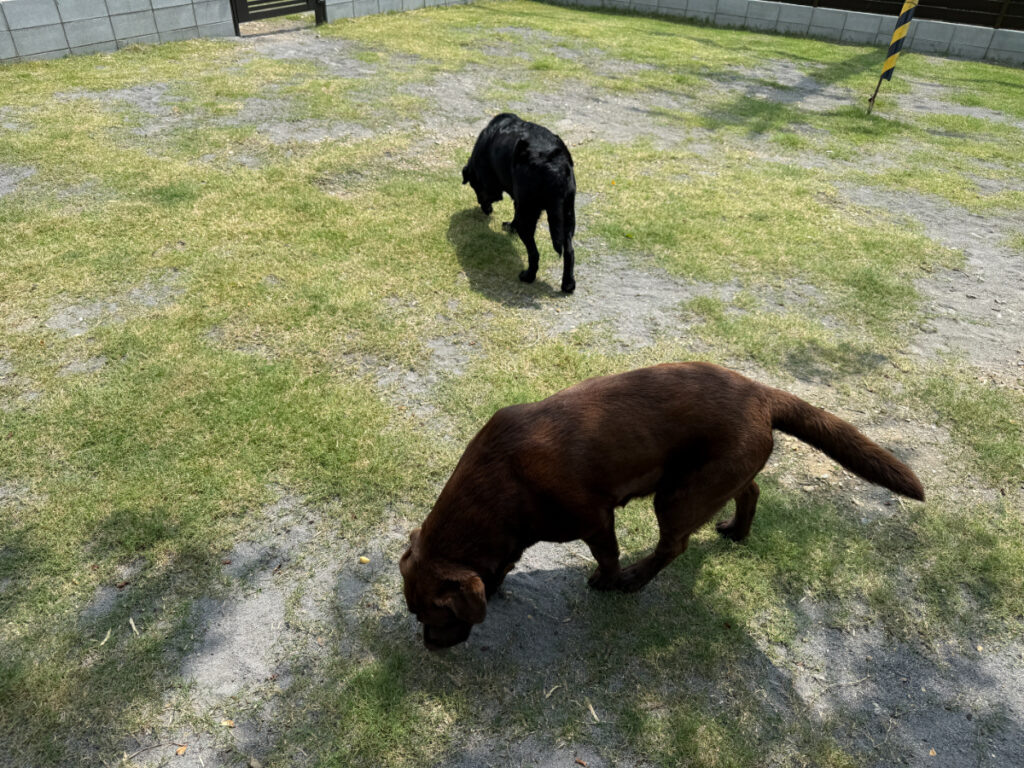 DOGRUN Gu&Miche所在地: 〒601-1395 京都府宇治市炭山西ノ谷西ノ谷36
電話番号: 080-1469-1422