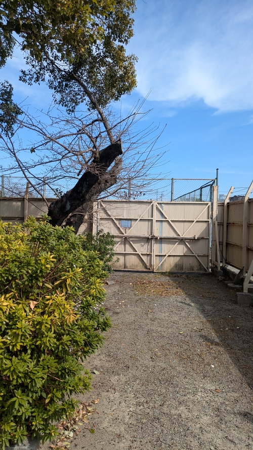 仮設コンテナ設置と樹木伐採3