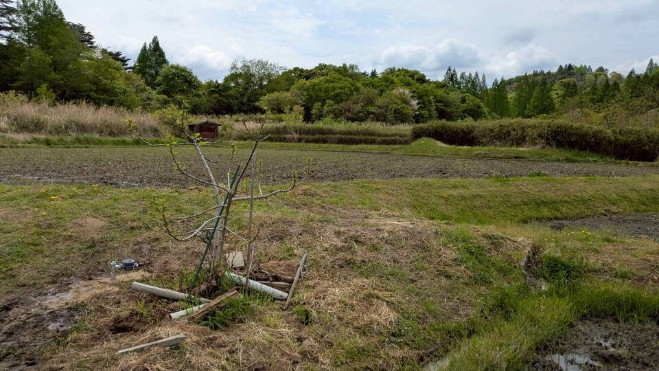 干上がった田んぼの風景