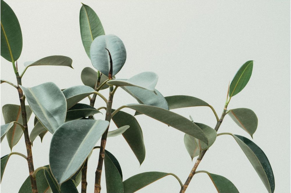 植栽のポイント